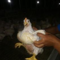 白羽肉鸡网养，4～5斤