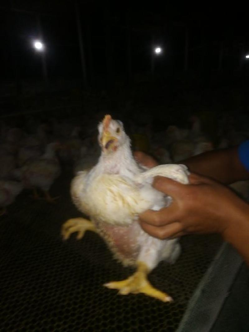 白羽肉鸡网养，4～5斤