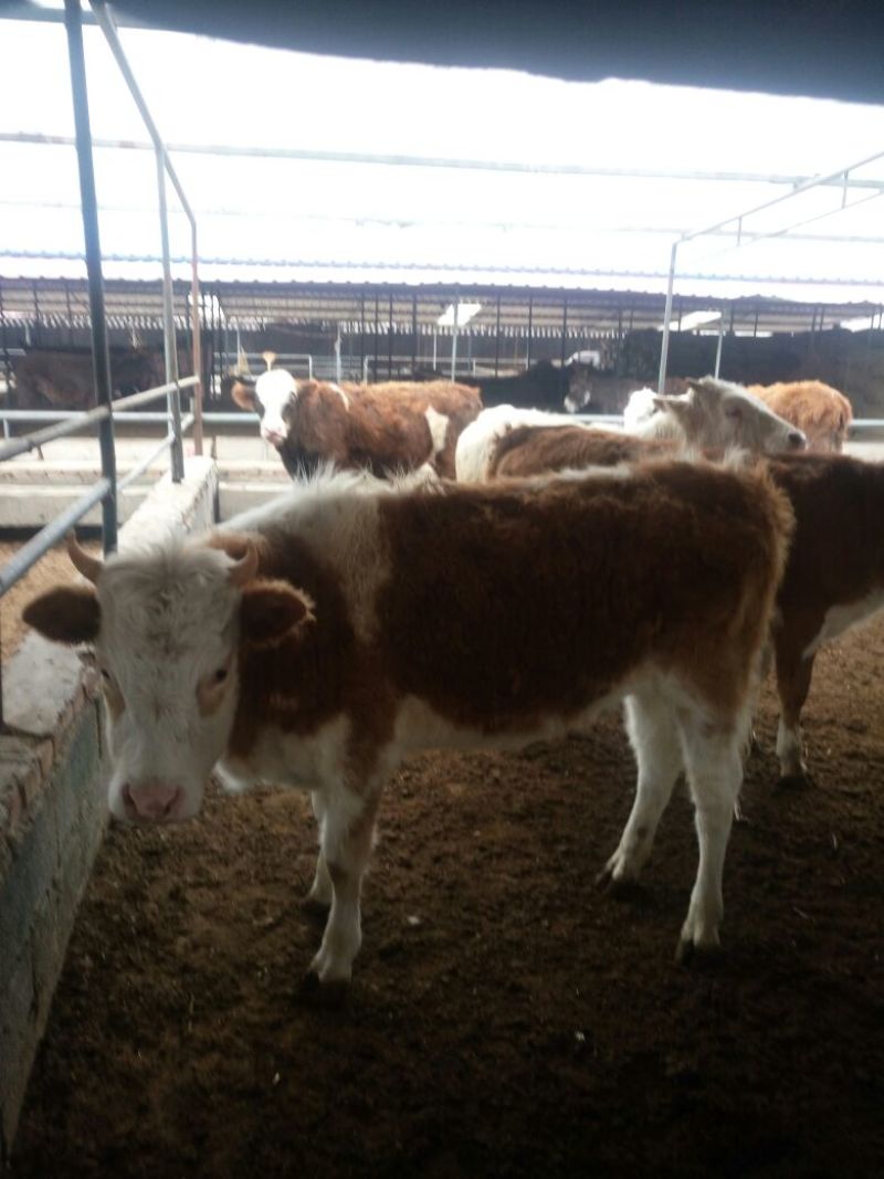 西门塔尔牛犊200~300kg