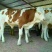 西门塔尔牛犊200~300kg