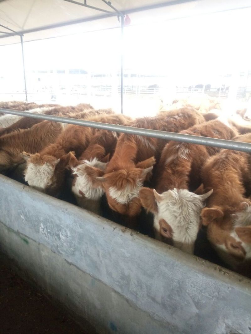 西门塔尔牛犊200~300kg