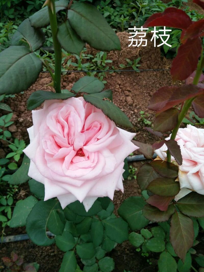 玫瑰花高度10~20cm颜色多样，品种齐全，开花快，