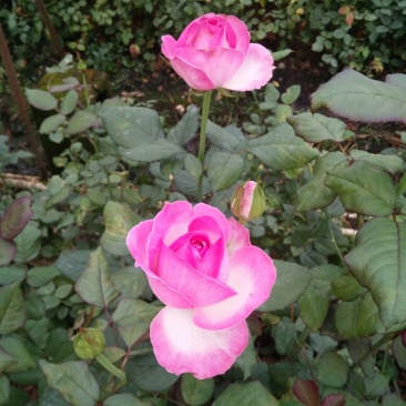 玫瑰花高度10~20cm颜色多样，品种齐全，开花快，