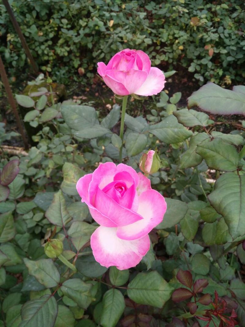 玫瑰花高度10~20cm颜色多样，品种齐全，开花快，