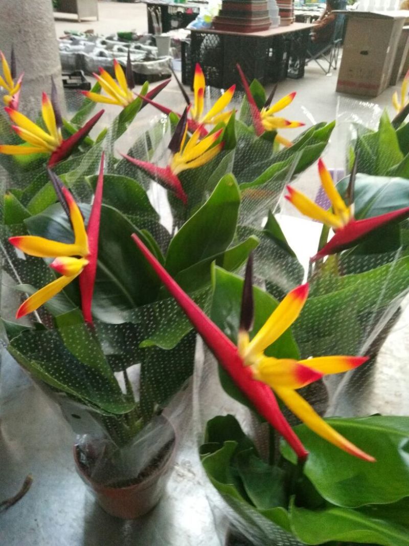 玫瑰花高度10~20cm颜色多样，品种齐全，开花快，