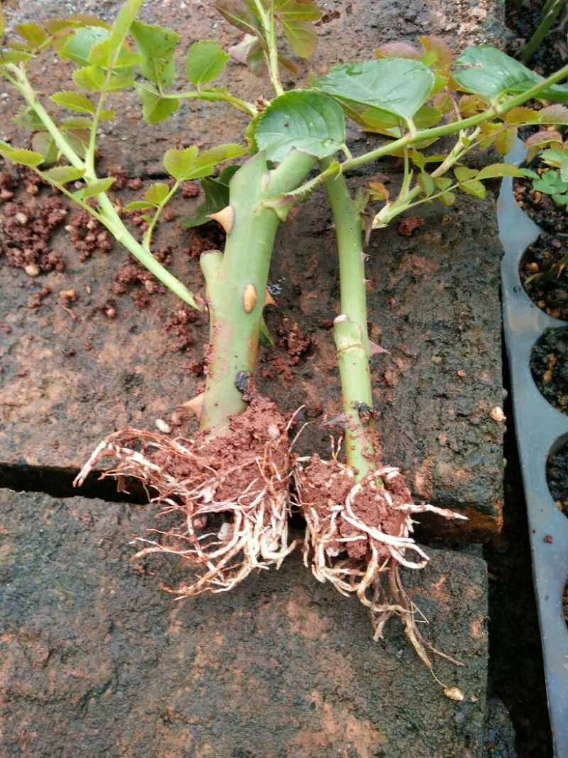 玫瑰花高度10~20cm颜色多样，品种齐全，开花快，