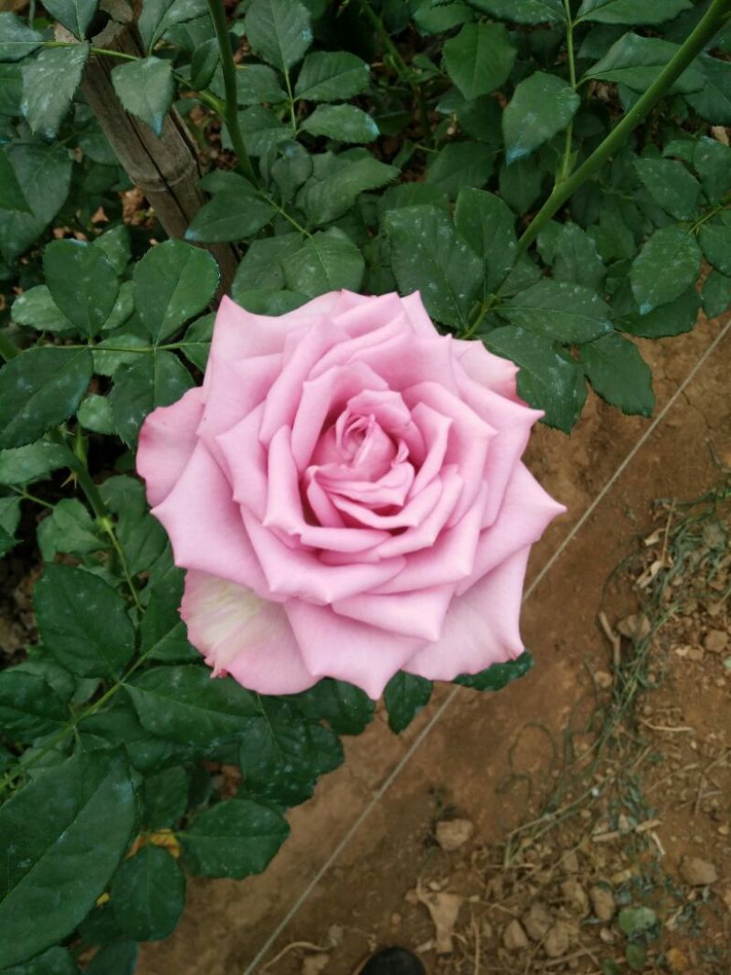 玫瑰花高度10~20cm颜色多样，品种齐全，开花快，