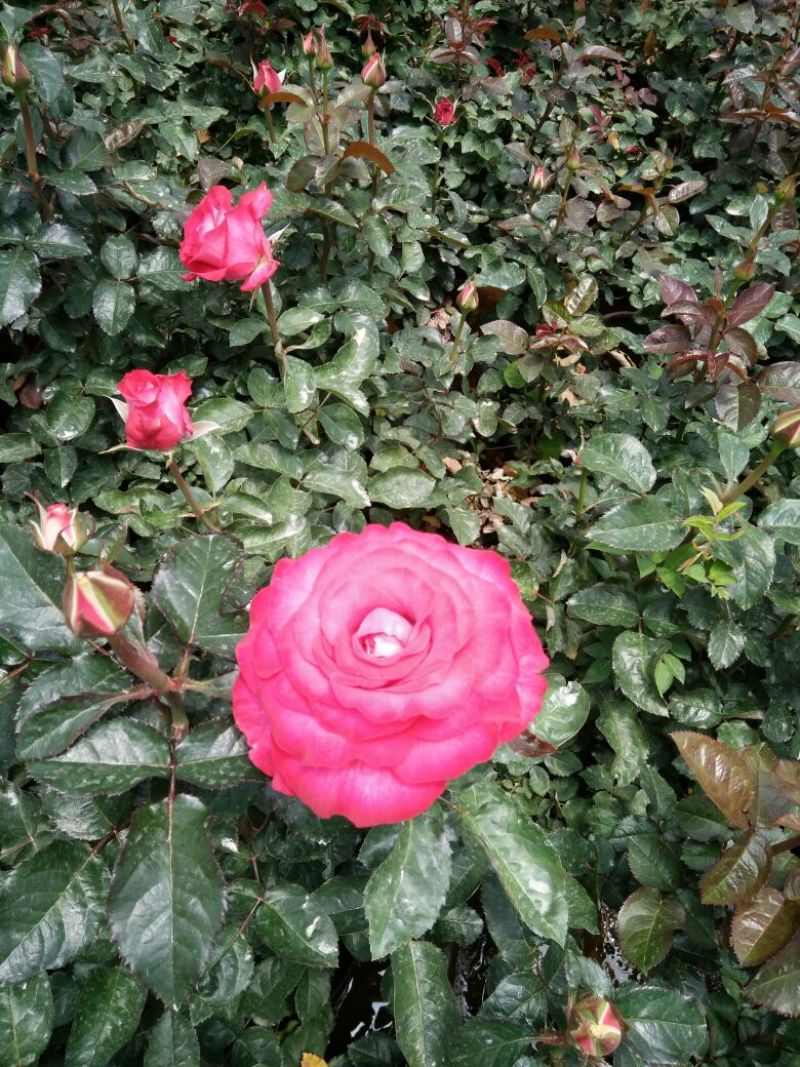 玫瑰花高度10~20cm颜色多样，品种齐全，开花快，