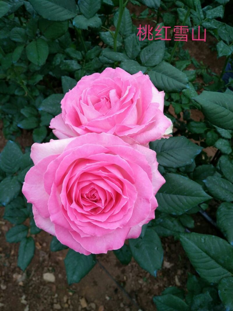 玫瑰花高度10~20cm颜色多样，品种齐全，开花快，