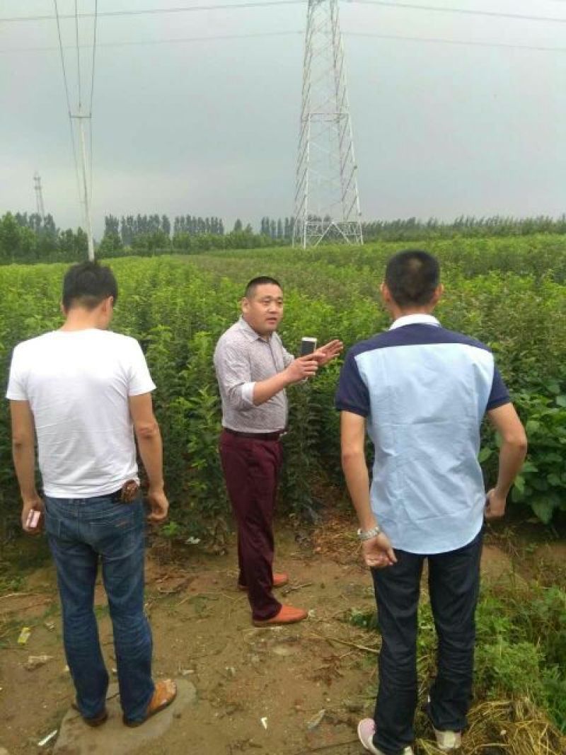鸡心果苗鸡心果树锦绣海棠苗0.7-12公分有货