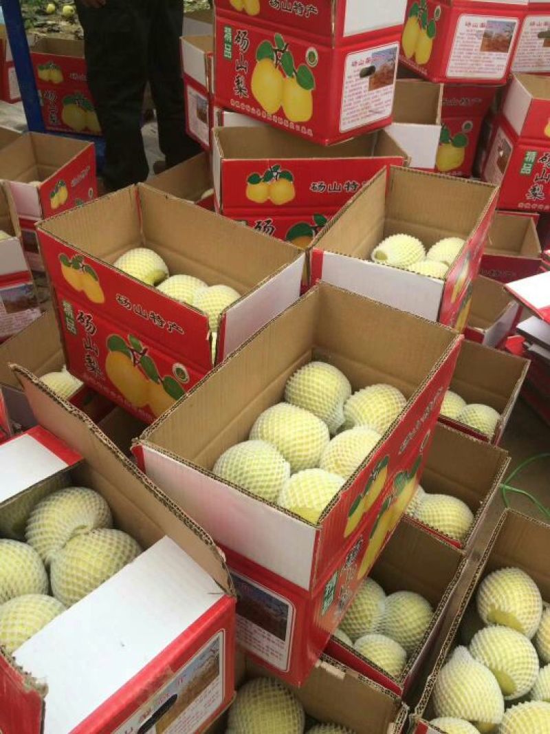砀山梨🍐精品酥梨果型好，颜色好，老树特别甜