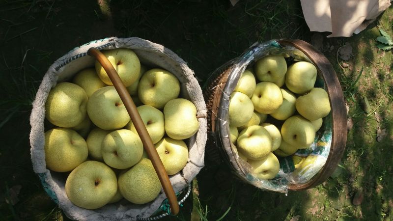 砀山梨🍐精品酥梨果型好，颜色好，老树特别甜