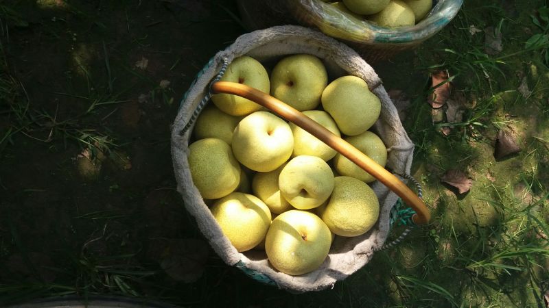 砀山梨🍐精品酥梨果型好，颜色好，老树特别甜