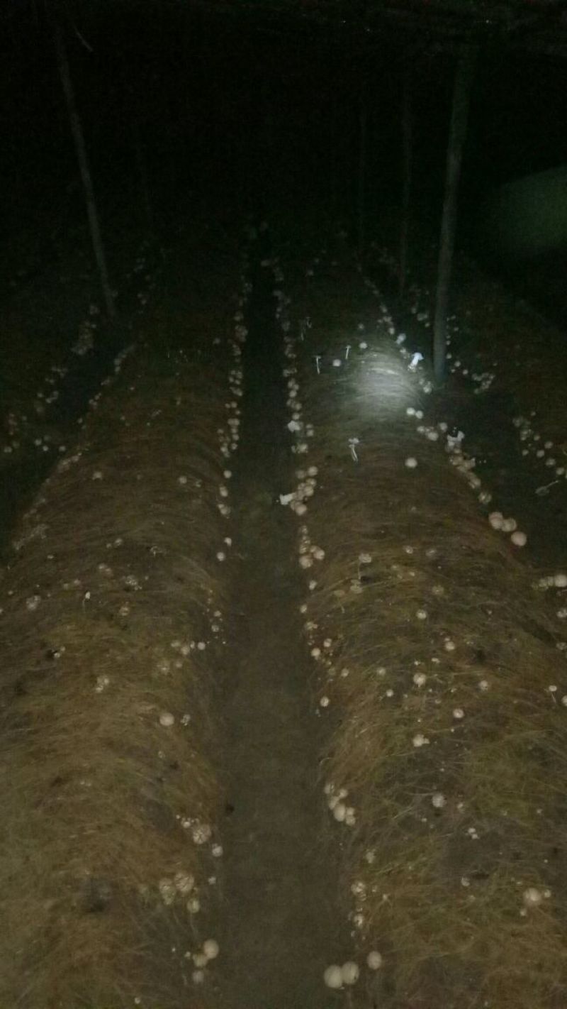 干竹荪一级