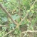 无花果树1.5~2m