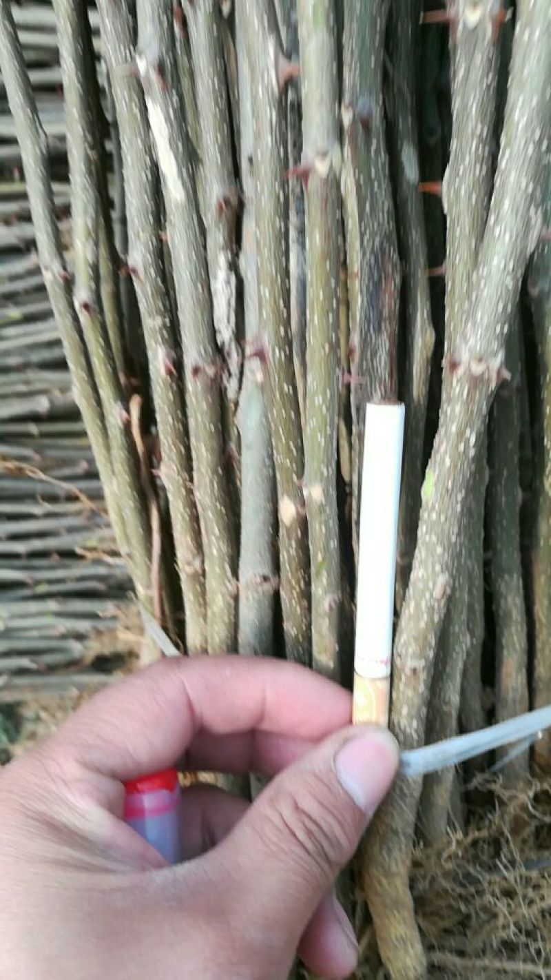 花椒苗0.5~1年