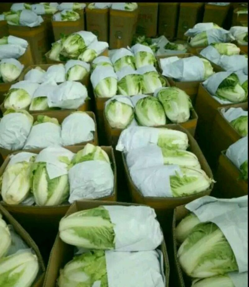 河南开封通许大白菜毛菜质量好价格不贵规格能挑不烧心无黑点干净