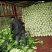 河南开封通许大白菜毛菜质量好价格不贵规格能挑不烧心无黑点干净