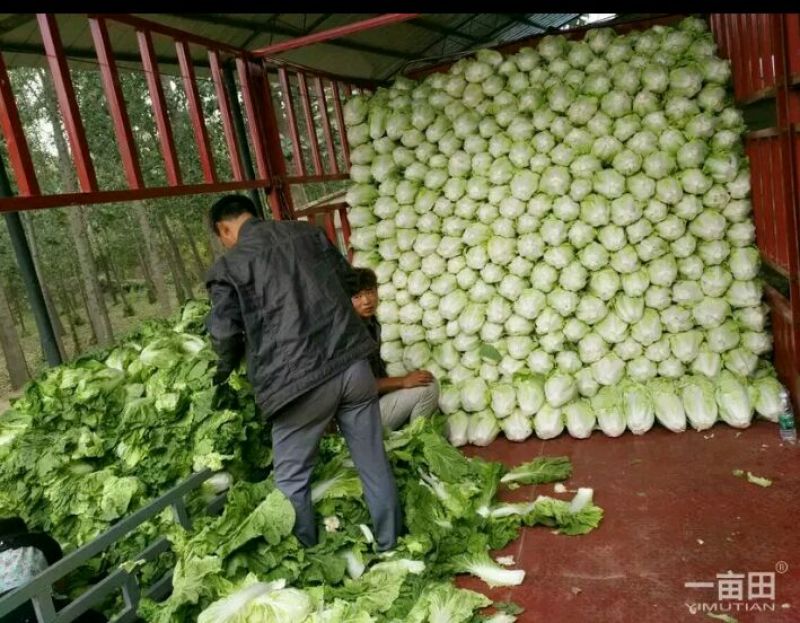 河南开封通许大白菜毛菜质量好价格不贵规格能挑不烧心无黑点干净