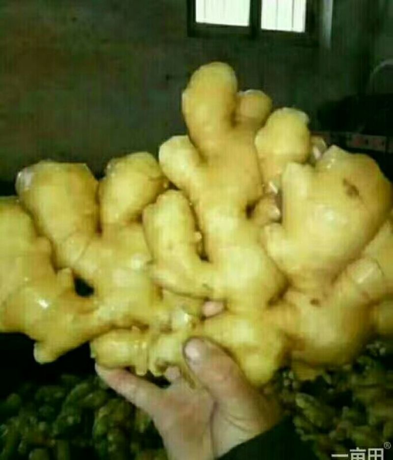正宗小黄姜批发供应全国物流发货精品生姜，一手货源