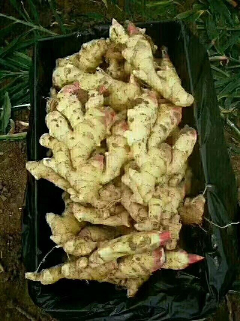 正宗小黄姜批发供应全国物流发货精品生姜，一手货源