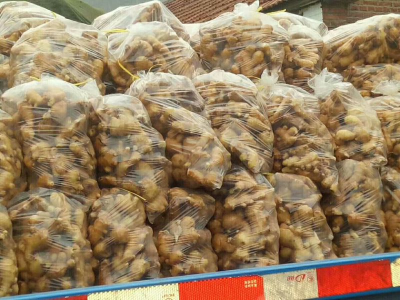 正宗小黄姜批发供应全国物流发货精品生姜，一手货源