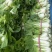 白菜1~2斤净菜