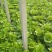 白菜1~2斤净菜