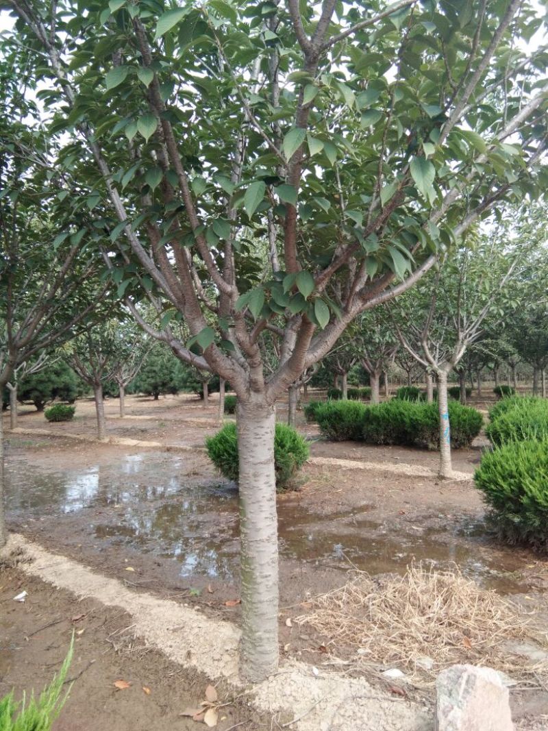樱花树8~10cm