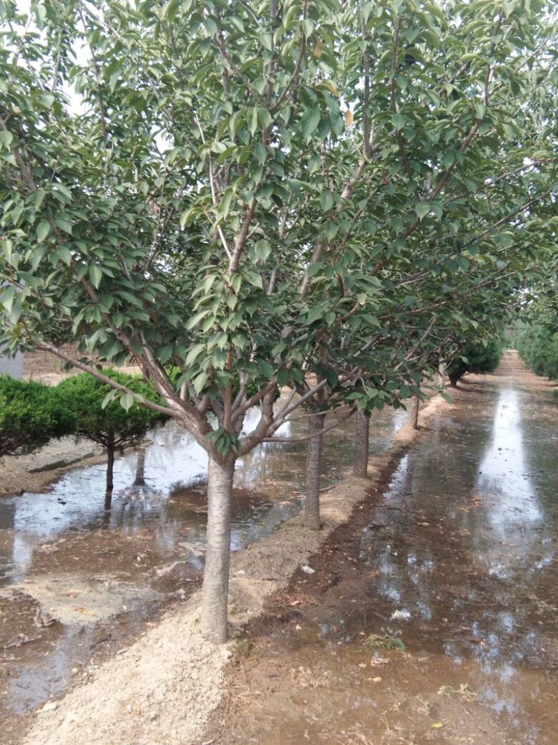 樱花树8~10cm