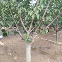 樱花树8~10cm