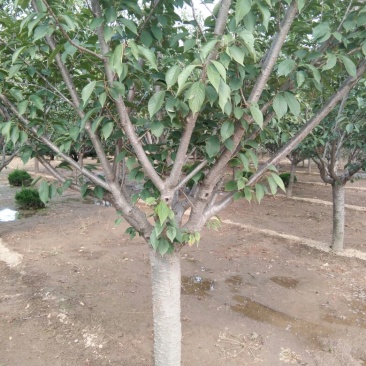 樱花树8~10cm