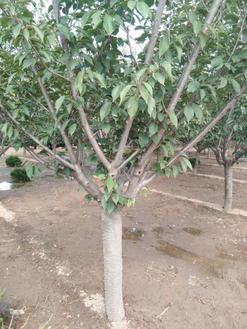 樱花树8~10cm