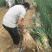 安阳长白大葱，3cm左右，40cm以上一手货源
