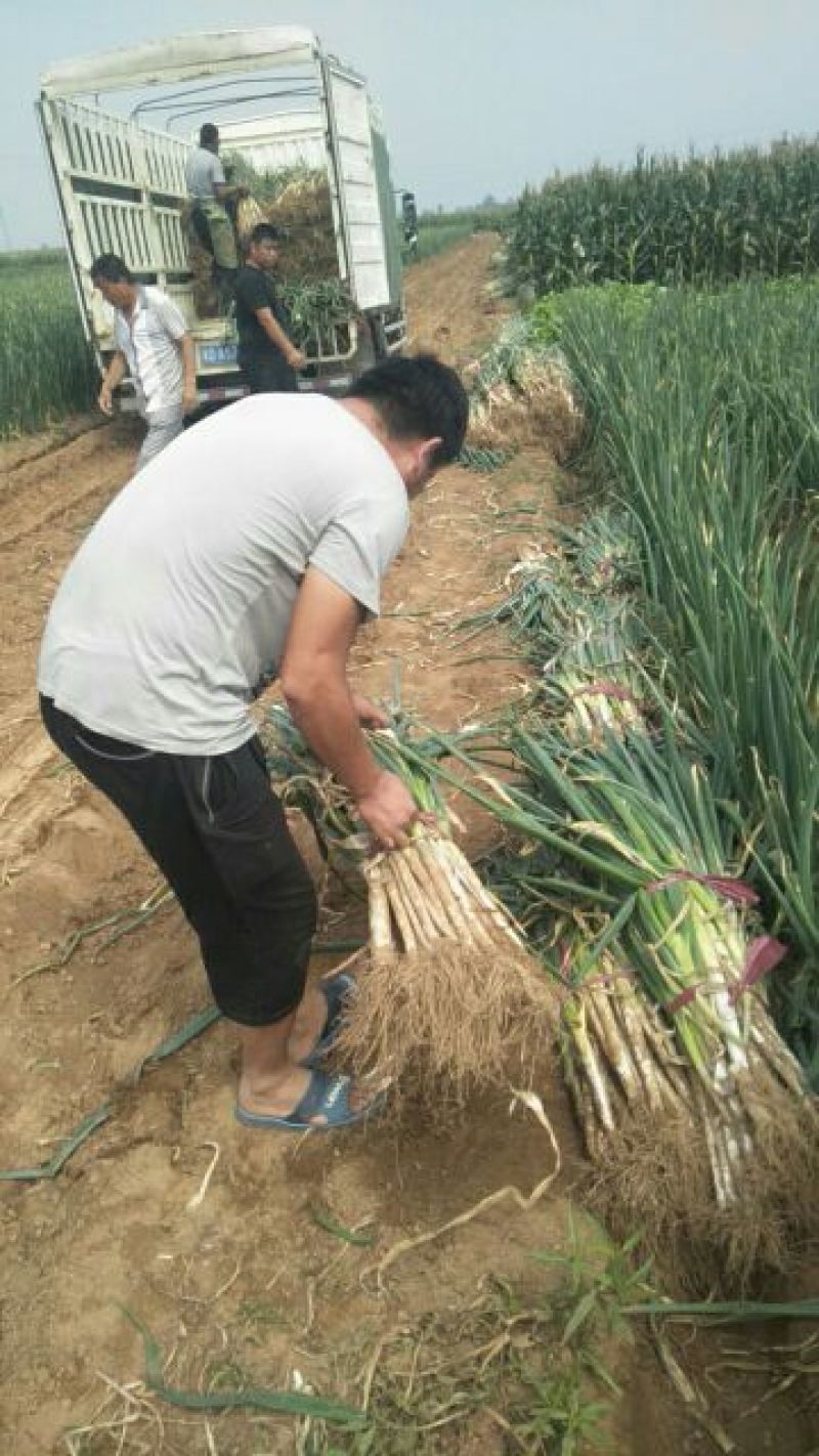 安阳长白大葱，3cm左右，40cm以上一手货源