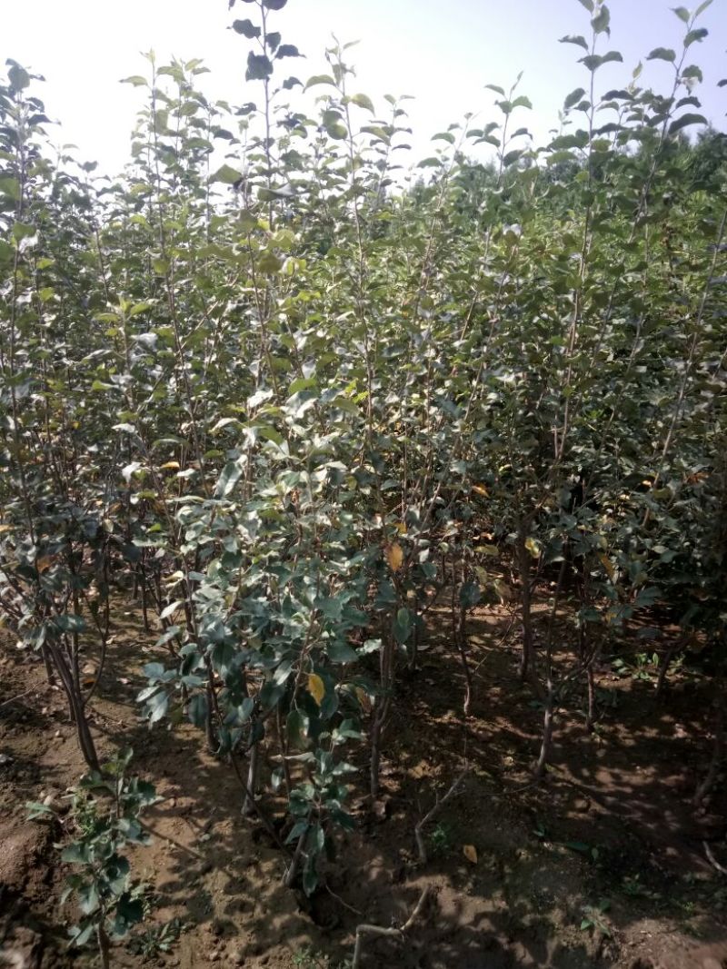 苹果树苗50~60cm