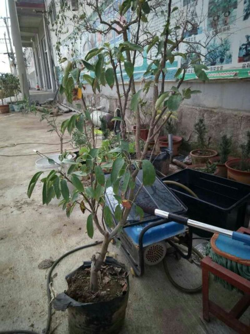 苹果树苗50~60cm