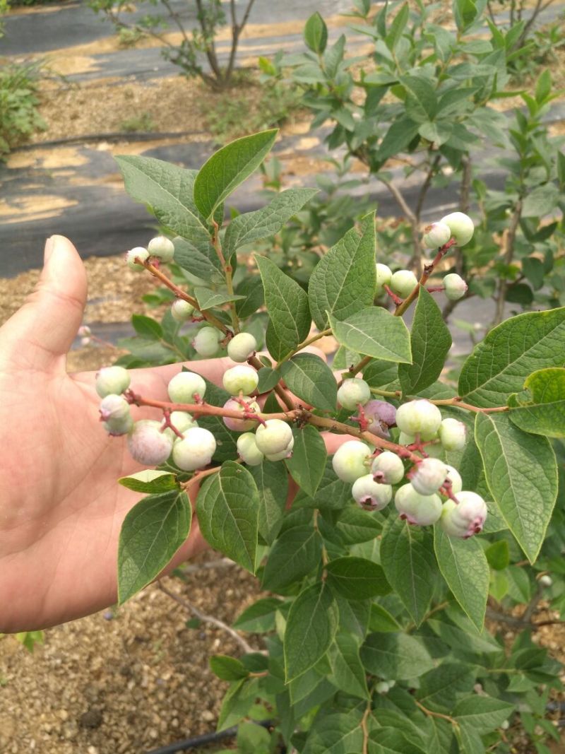 蓝莓苗1~2年30~50cm