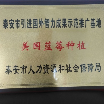 蓝莓苗1~2年30~50cm
