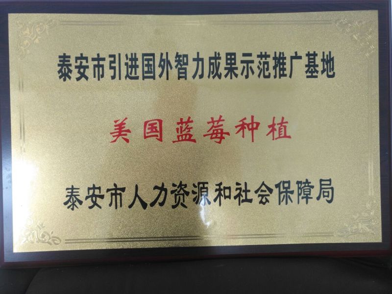 蓝莓苗1~2年30~50cm
