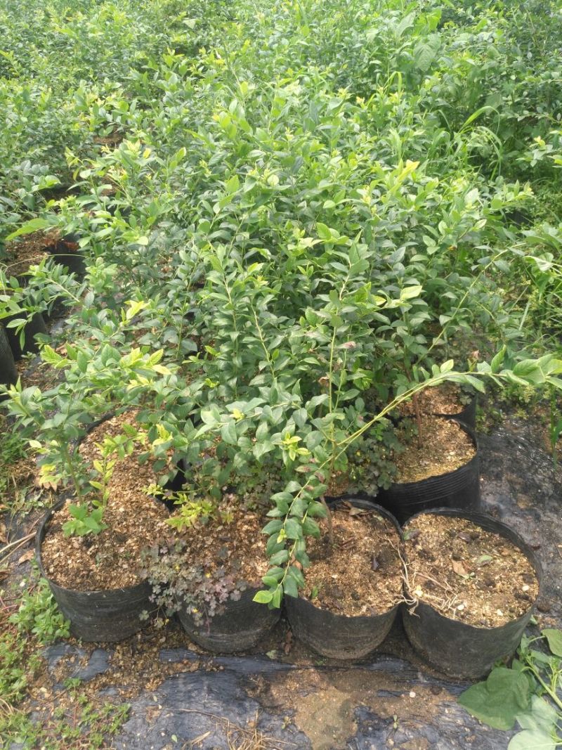 蓝莓苗1~2年30~50cm