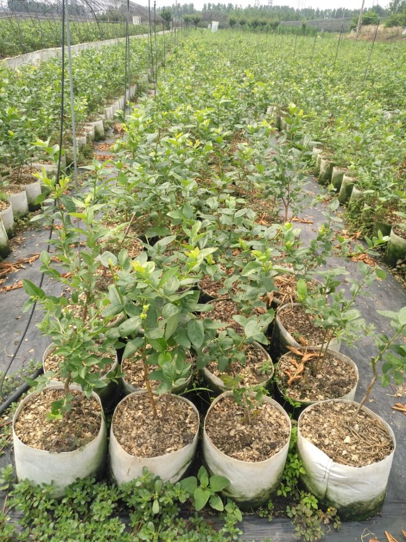 蓝莓苗1~2年30~50cm
