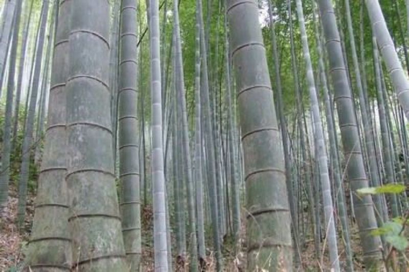 楠竹6cm以上6米以上