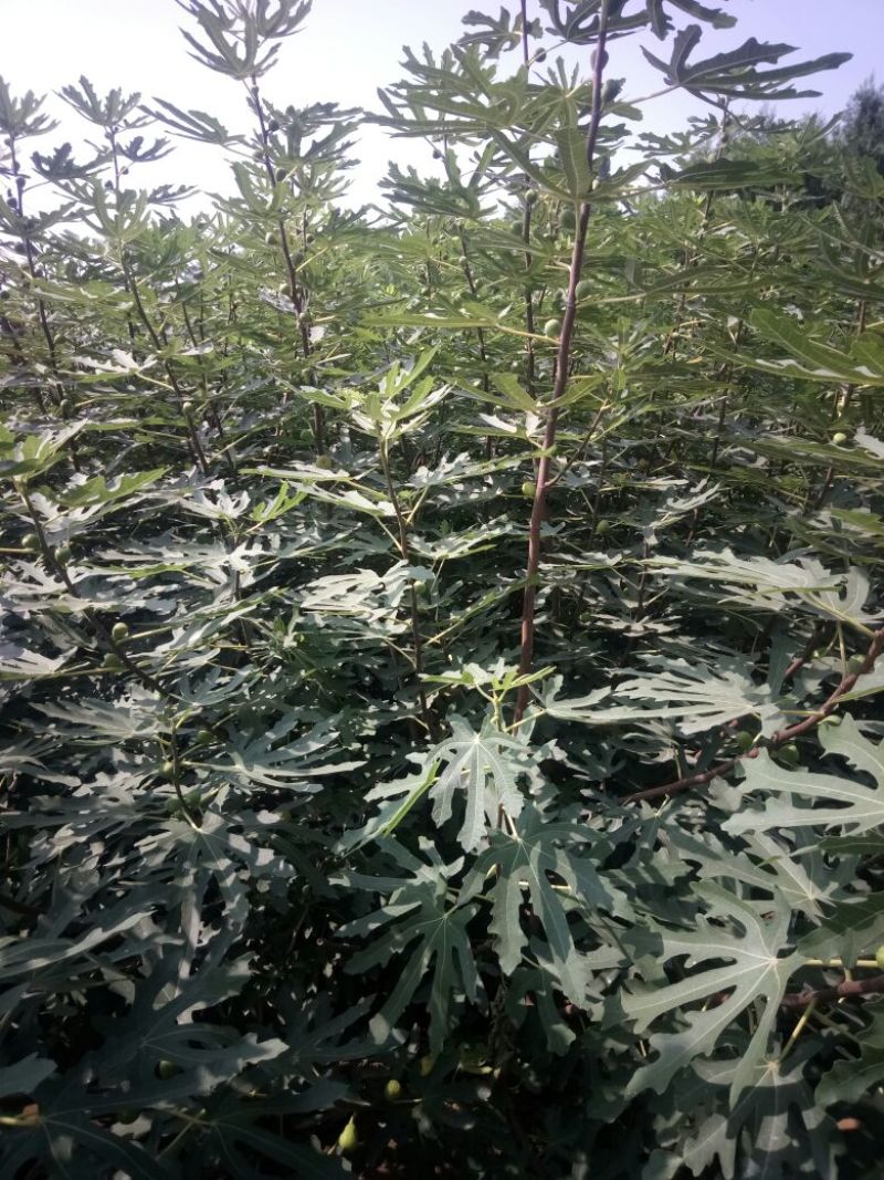 无花果苗80cm以上