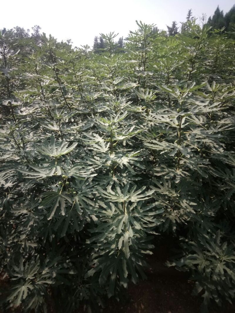 无花果苗80cm以上