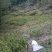 白芨纯野生三叉白芨移栽林下仿野生种植可视采挖