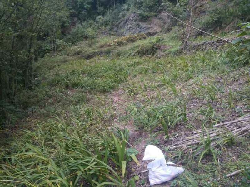 白芨纯野生三叉白芨移栽林下仿野生种植可视采挖