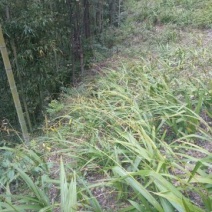 白芨纯野生三叉白芨移栽林下仿野生种植可视采挖