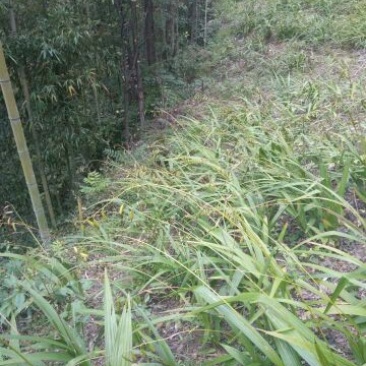 白芨纯野生三叉白芨移栽林下仿野生种植可视采挖