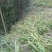 白芨纯野生三叉白芨移栽林下仿野生种植可视采挖